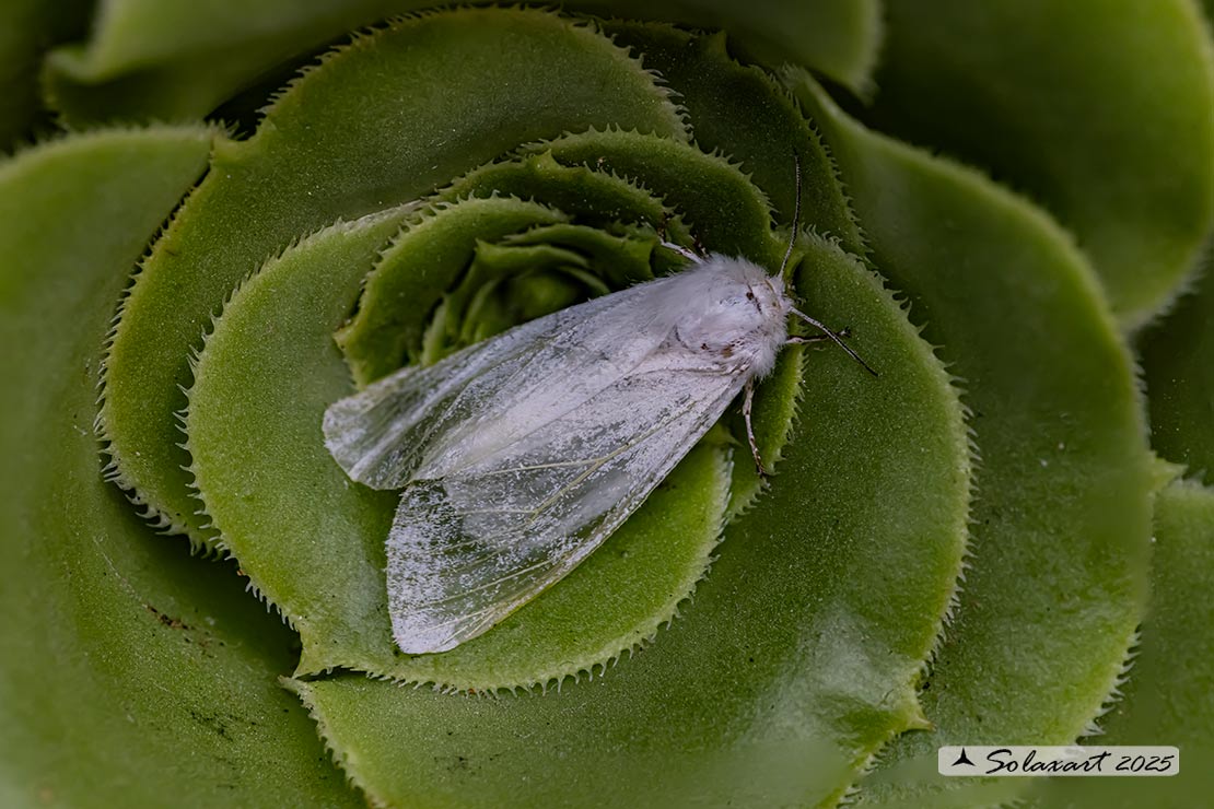 Hyphantria cunea - Ifantria americana - Fall webworm