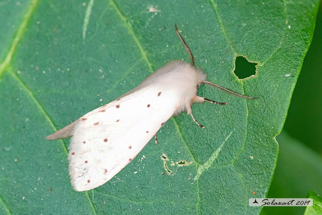 Hyphantria cunea - Ifantria americana - Fall webworm