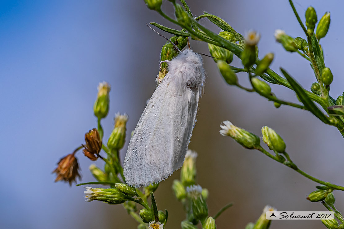 Hyphantria cunea - Ifantria americana - Fall webworm