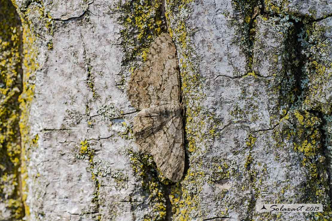 Hypomecis punctinalis - Pale oak beauty