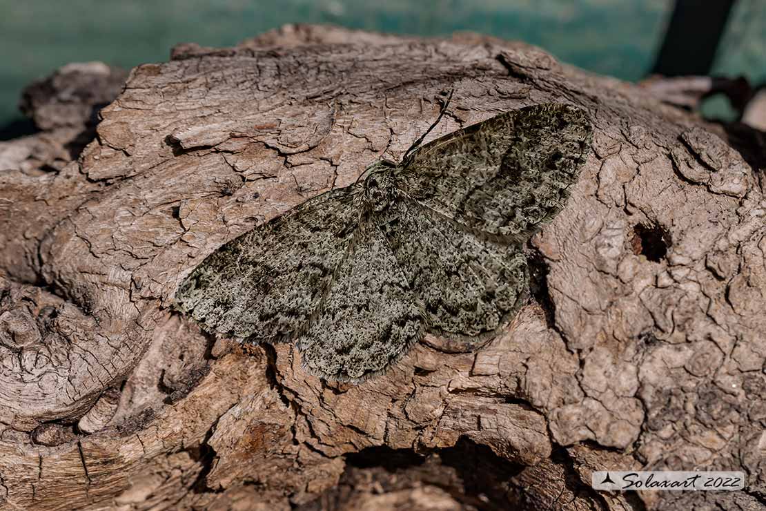 Hypomecis punctinalis - Pale oak beauty