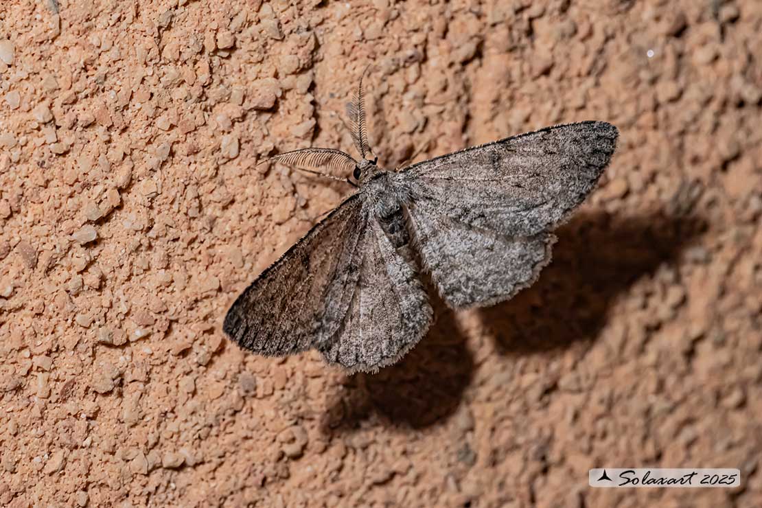 Hypomecis roboraria - Great oak beauty