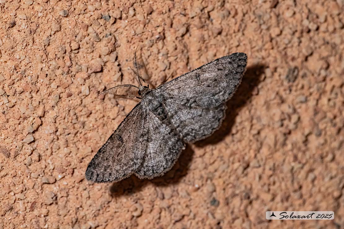 Hypomecis roboraria - Great oak beauty