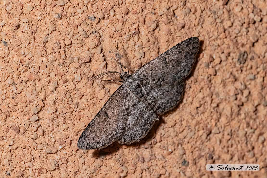Hypomecis roboraria - Great oak beauty