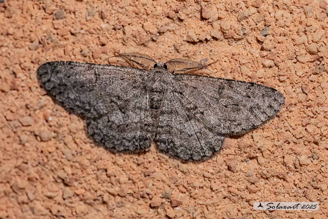 Hypomecis roboraria - Great oak beauty