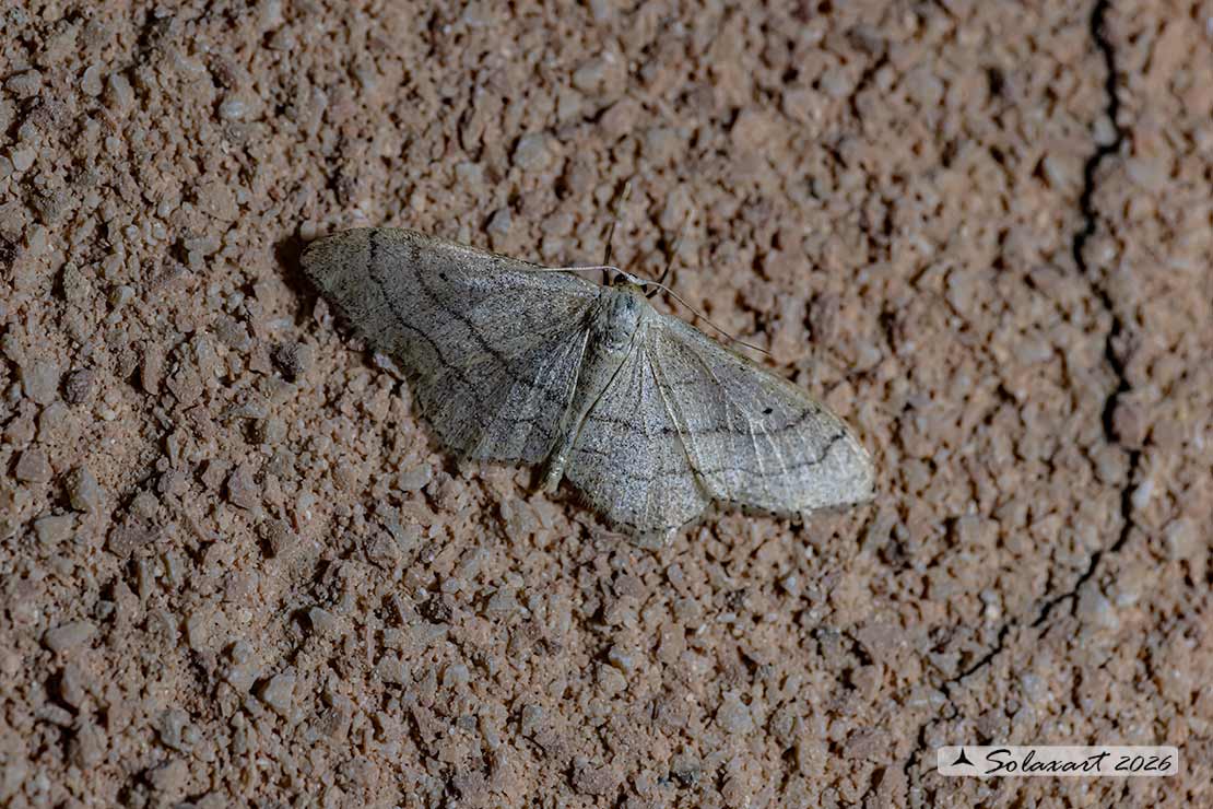 Idaea aversata - Riband wave