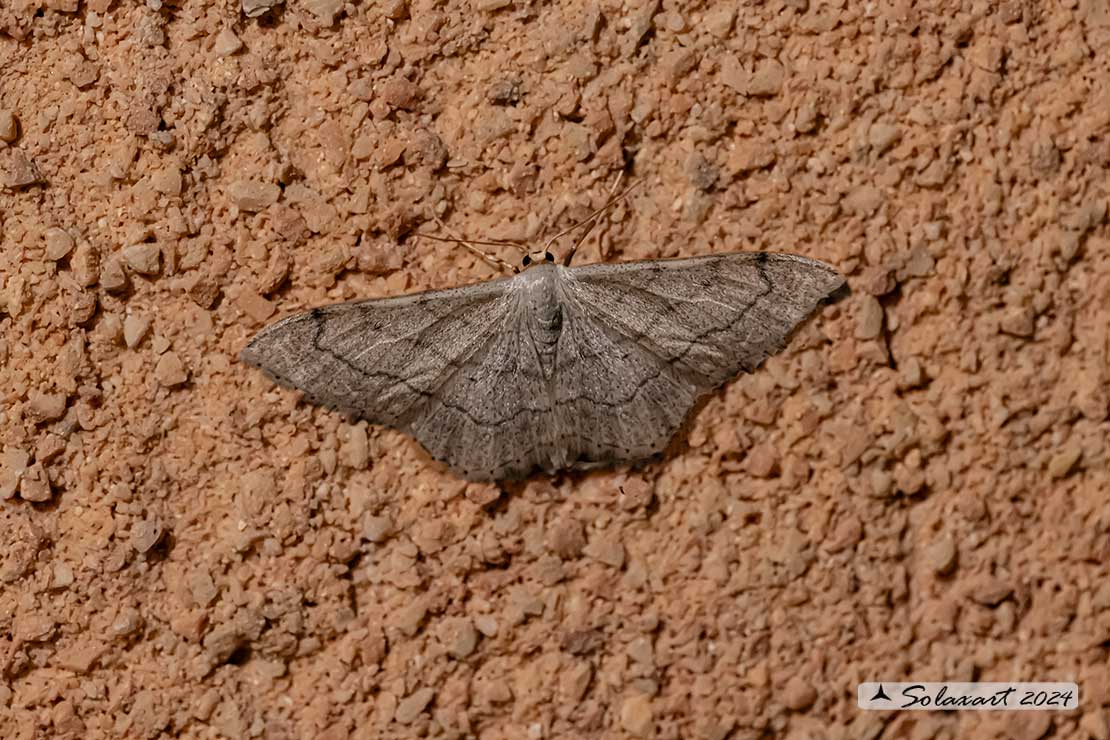 Idaea aversata - Riband wave