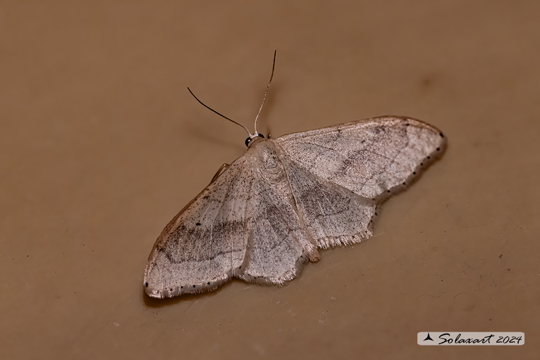 Idaea aversata - Riband wave