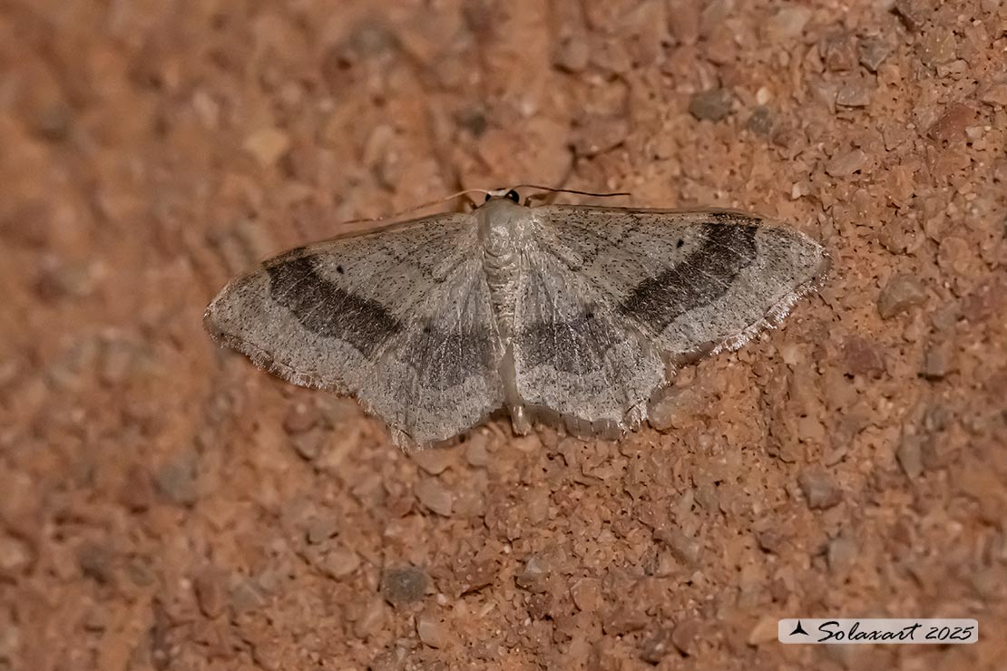 Idaea aversata - Riband wave
