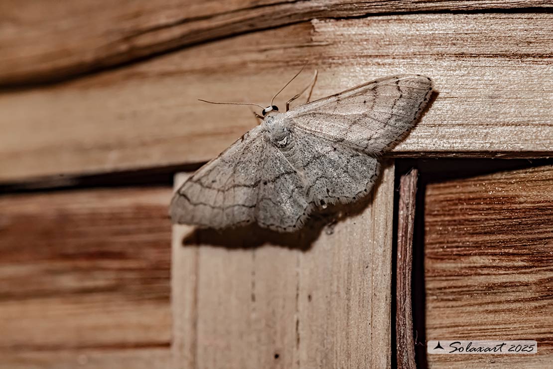Idaea aversata - Riband wave