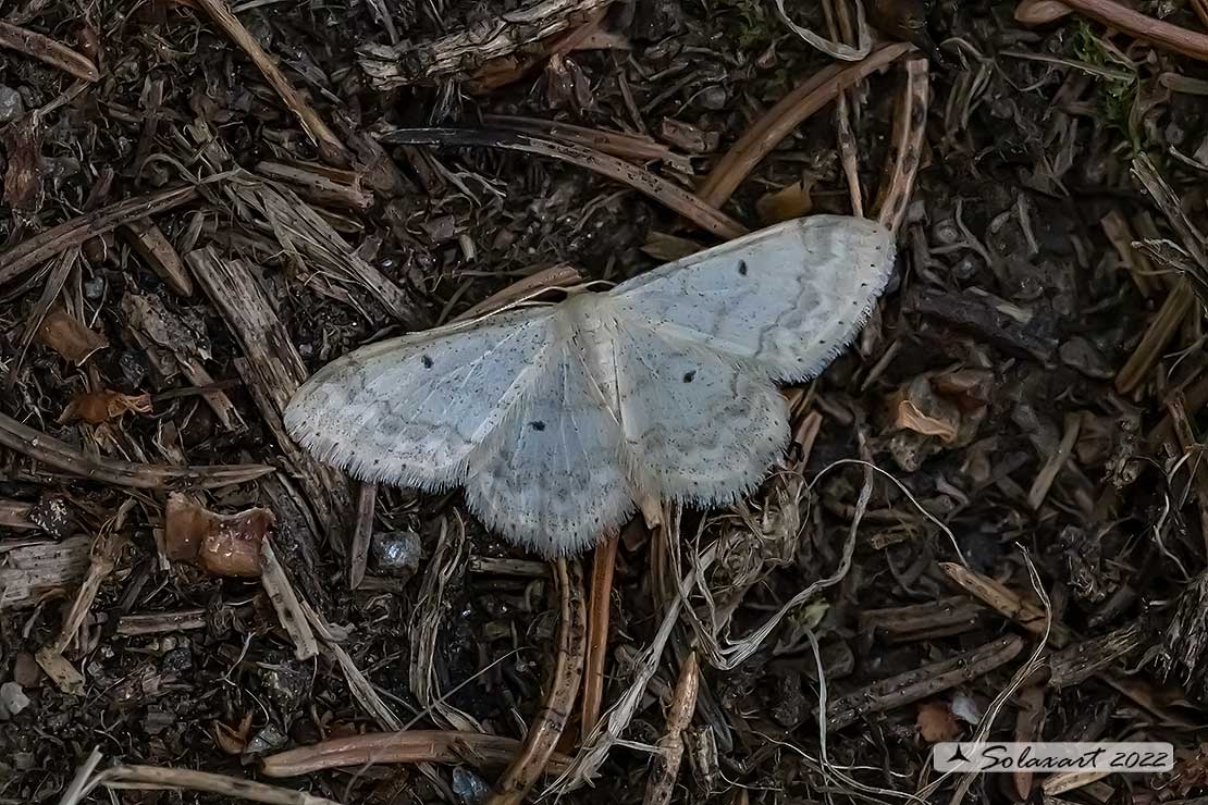 Idaea biselata - Small Fan-footed Wave