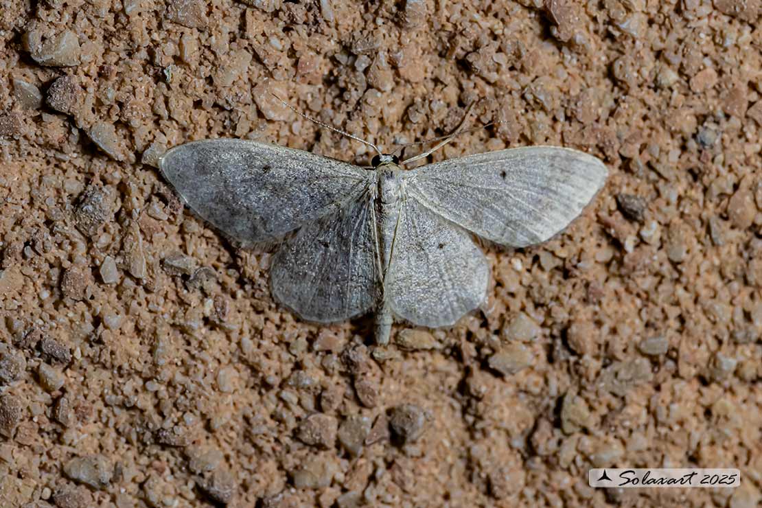 Idaea biselata - Small Fan-footed Wave