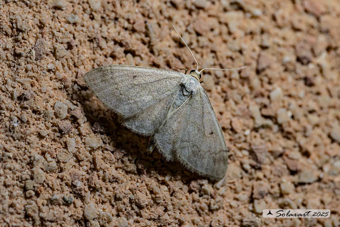 Idaea biselata - Small Fan-footed Wave