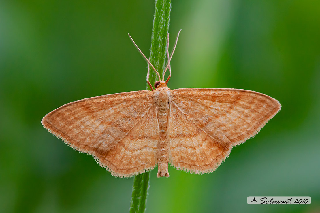 Idaea ochrata - Bright wave