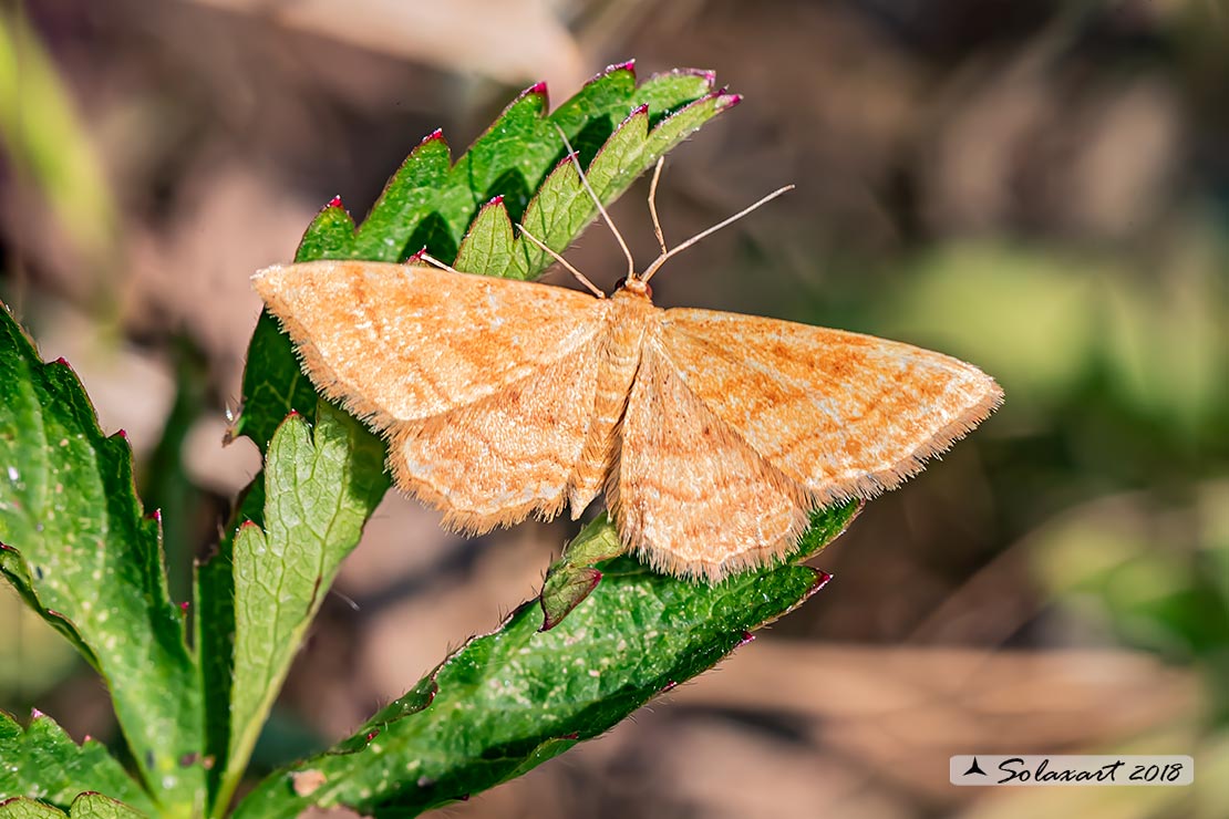 Idaea ochrata - Bright wave