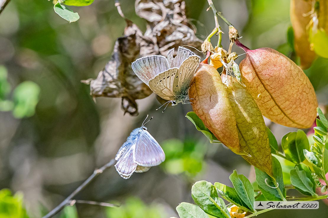 Iolana iolas - Iolas blue (female)