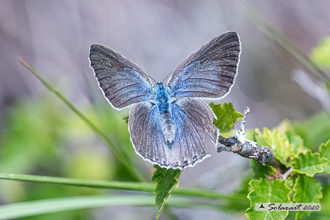 Iolana iolas - Iolas blue (female)