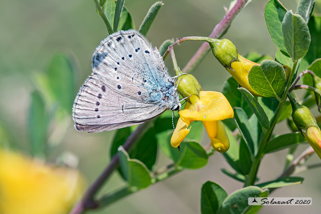 Iolana iolas - Iolas blue (female)