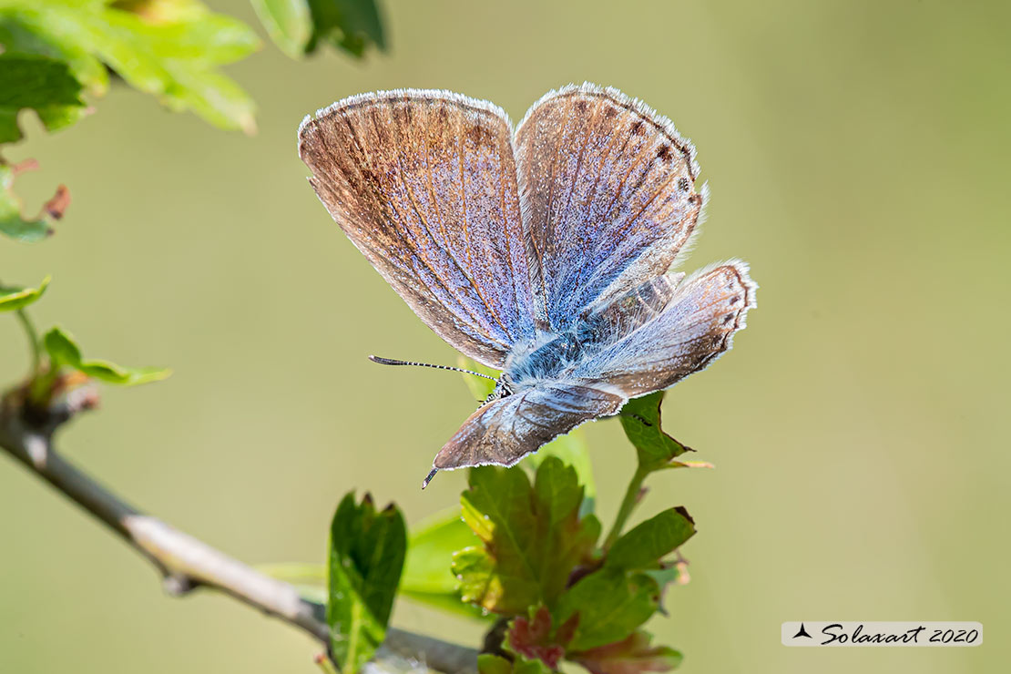 Iolana iolas - Iolas blue (female)
