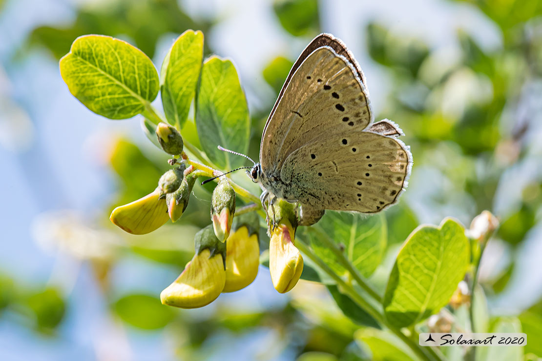 Iolana iolas - Iolas blue (female)