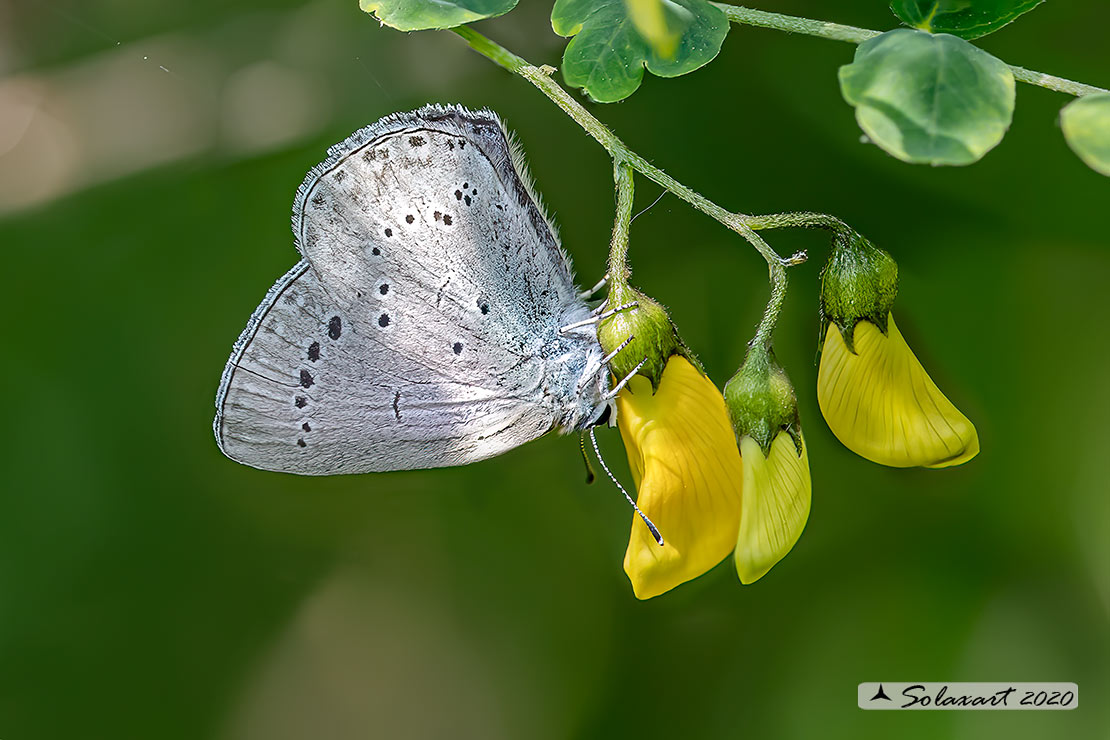 Iolana iolas - Iolas blue (female)