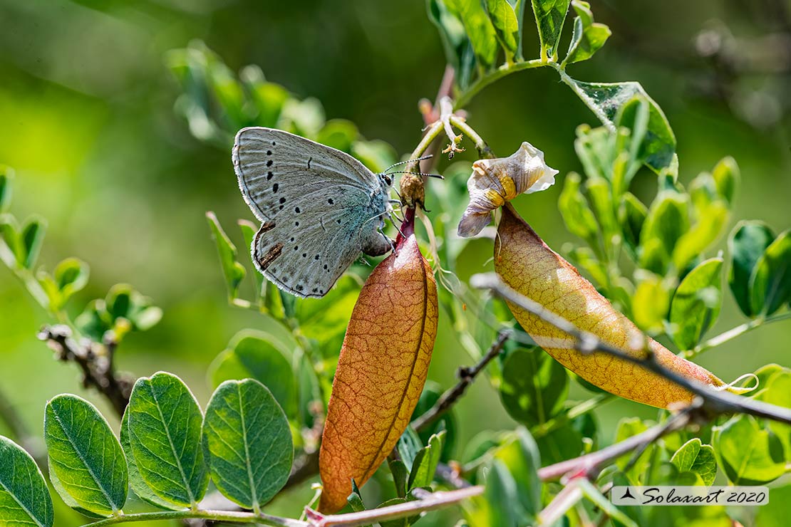 Iolana iolas - Iolas blue (female)