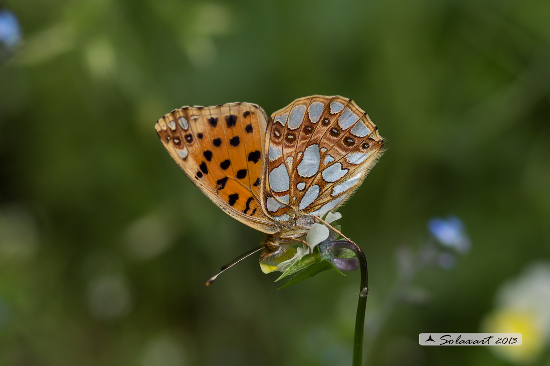 Issoria lathonia  -  La farfalla sembra laminata con scaglie d'argento