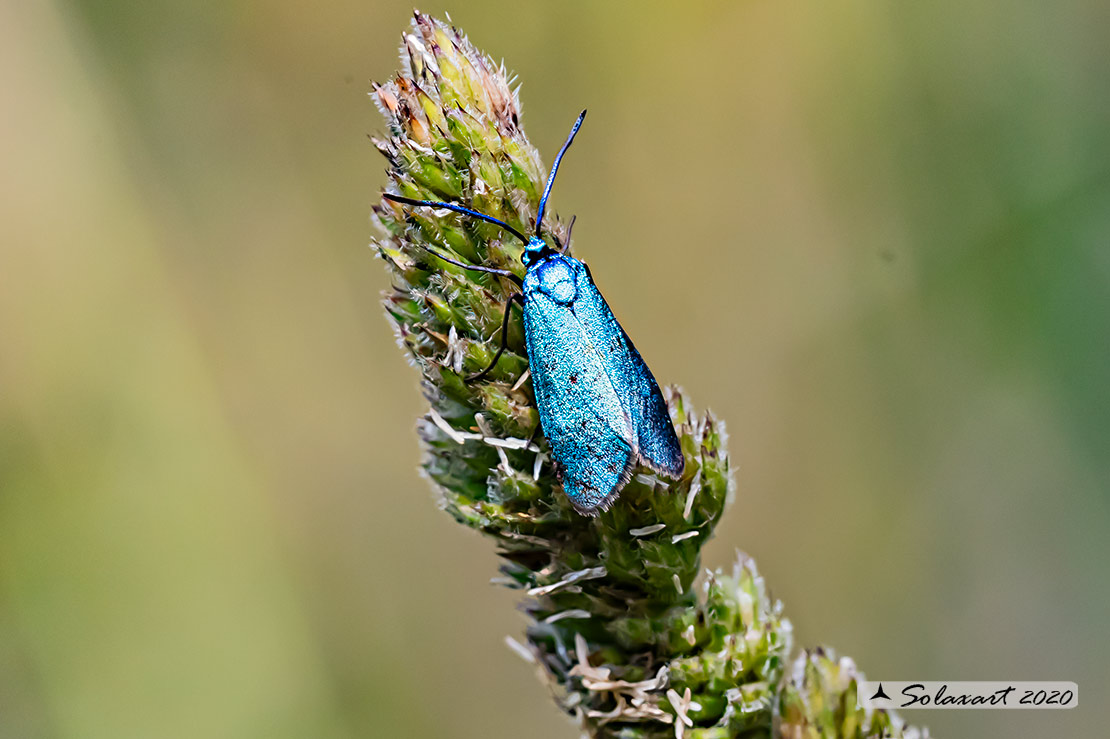 Jordanita globulariae: Scarce Forester