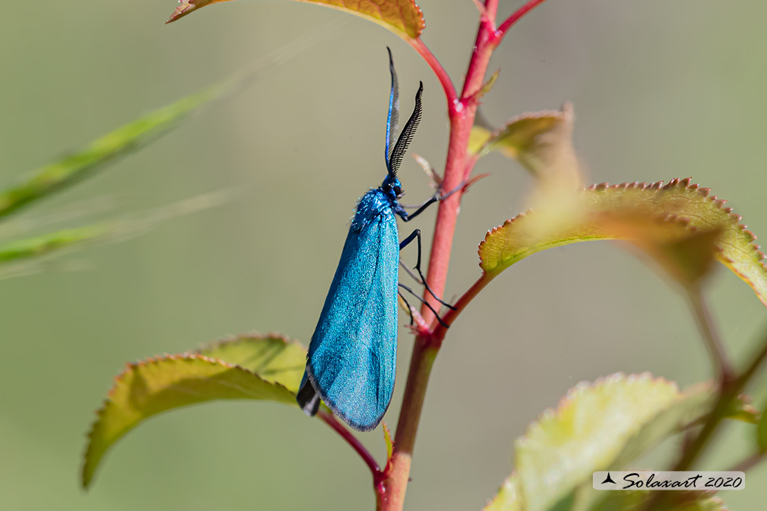 Jordanita globulariae: Scarce Forester