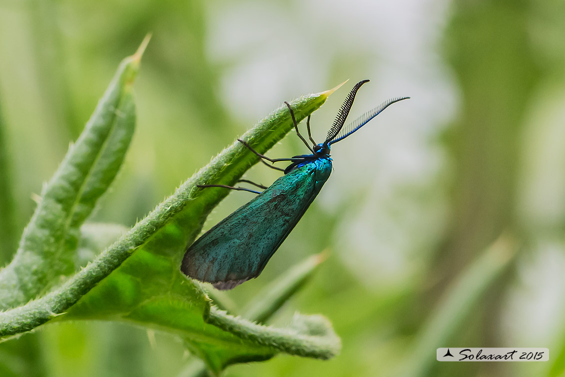 Jordanita globulariae: Scarce Forester