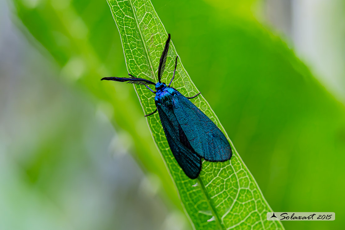 Jordanita globulariae: Scarce Forester