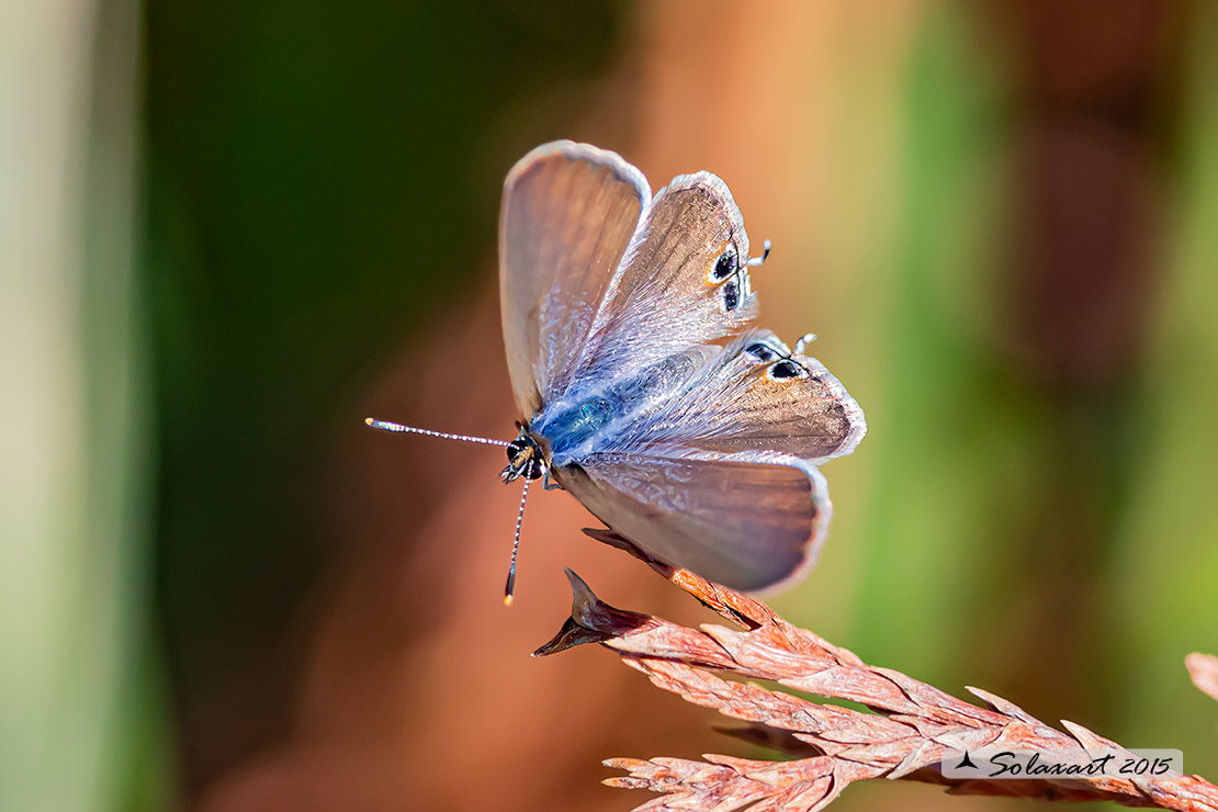 Lampides boeticus: Lampide; Peablue or long-tailed blue