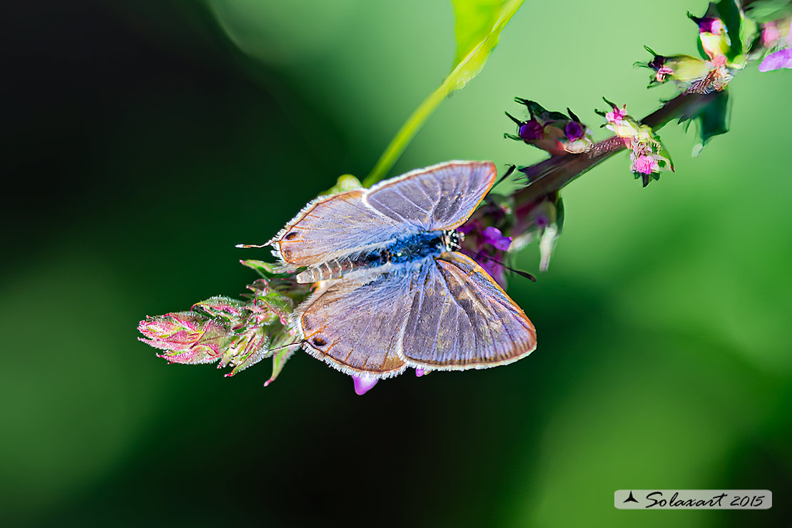 Lampides boeticus: Lampide; Peablue or long-tailed blue
