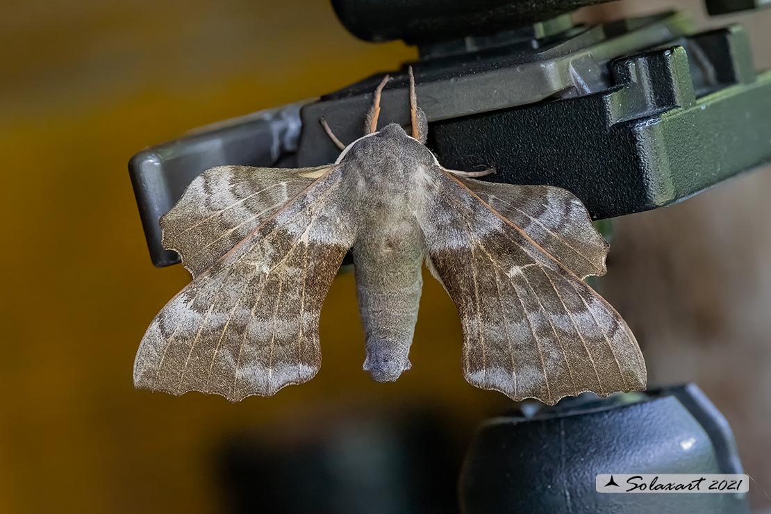 Laothoe populi - Sfinge del pioppo - Poplar hawk-moth