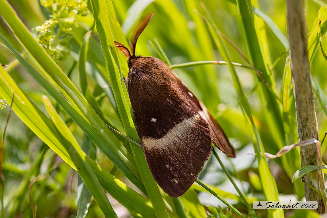 Lasiocampa quercus - Bombice della quercia - Oak eggar