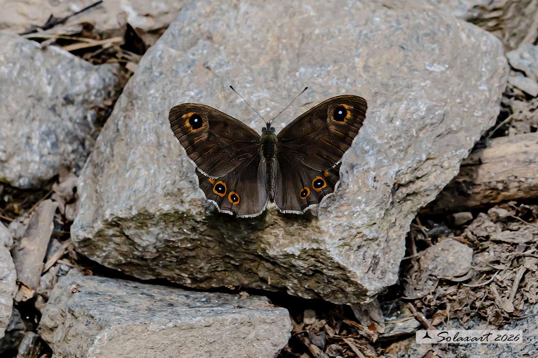 Lasiommata maera : Mera; Large Wall Brown