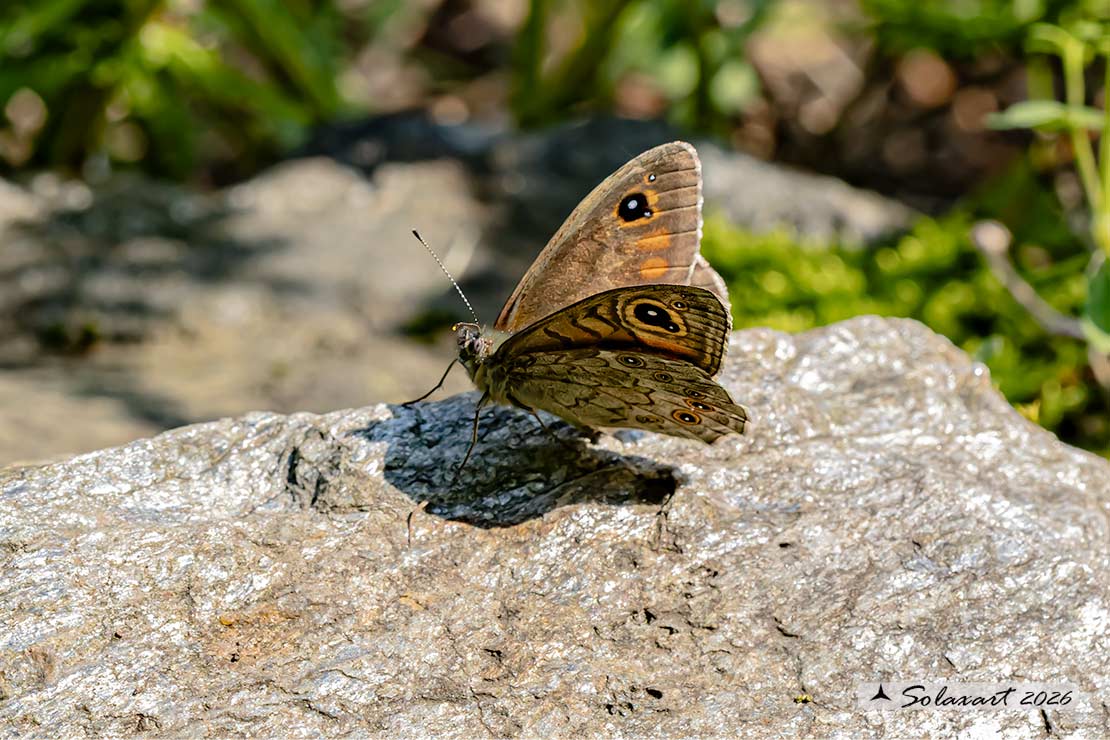 Lasiommata maera : Mera; Large Wall Brown