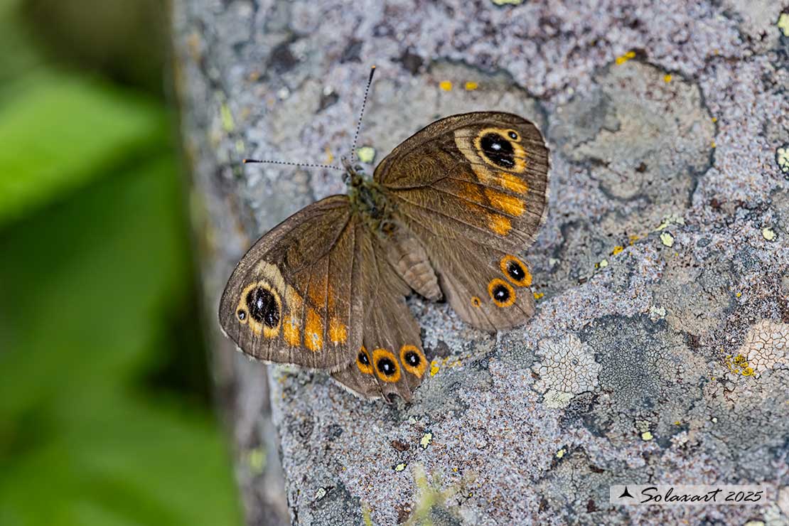 Lasiommata maera : Mera; Large Wall Brown