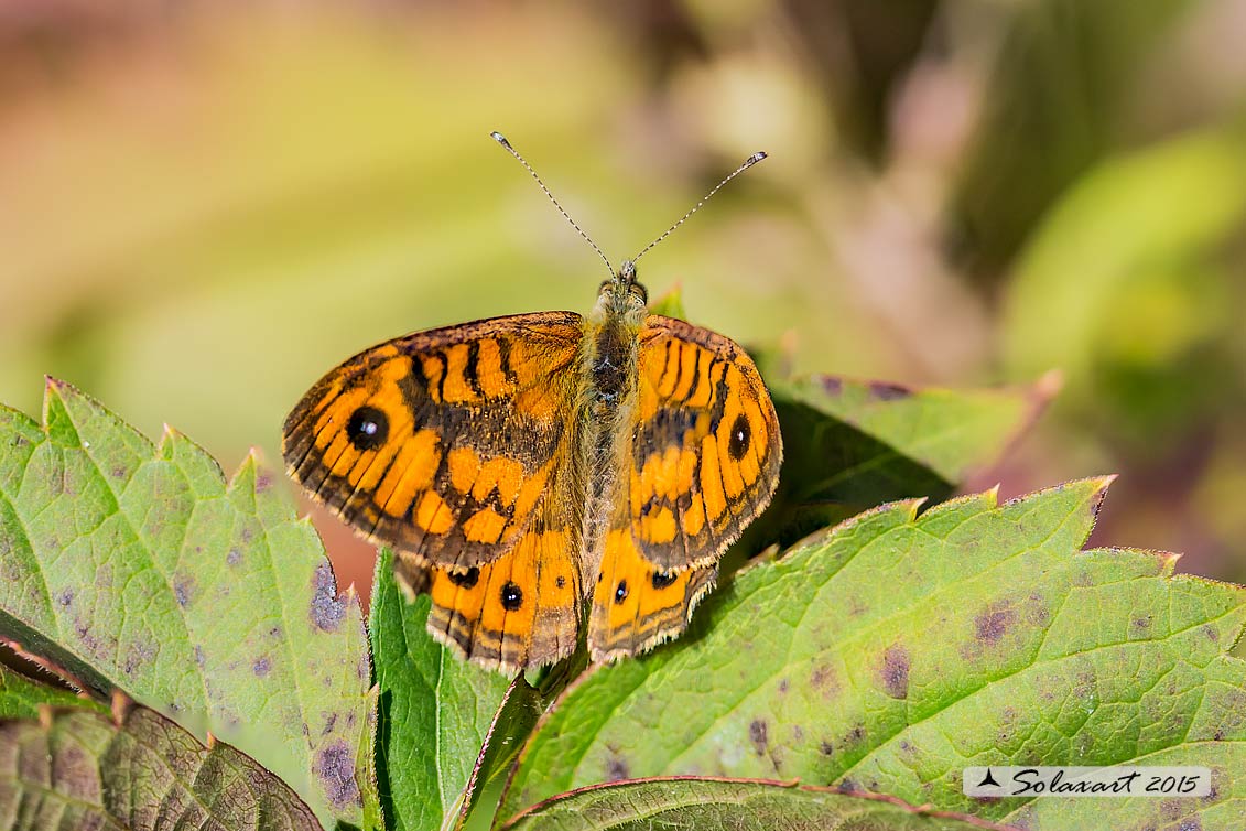 Lasiommata megera : Megera (maschio) ; Wall Brown (male)