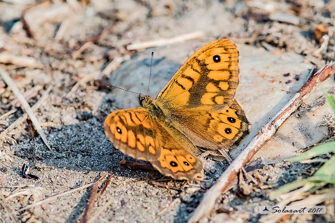 Lasiommata megera : Megera (maschio) ; Wall Brown (male)