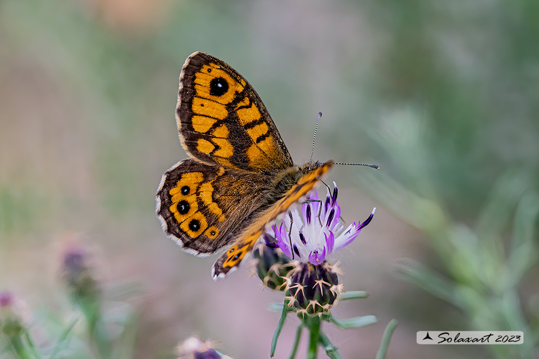Lasiommata megera : Megera (maschio) ; Wall Brown (male)
