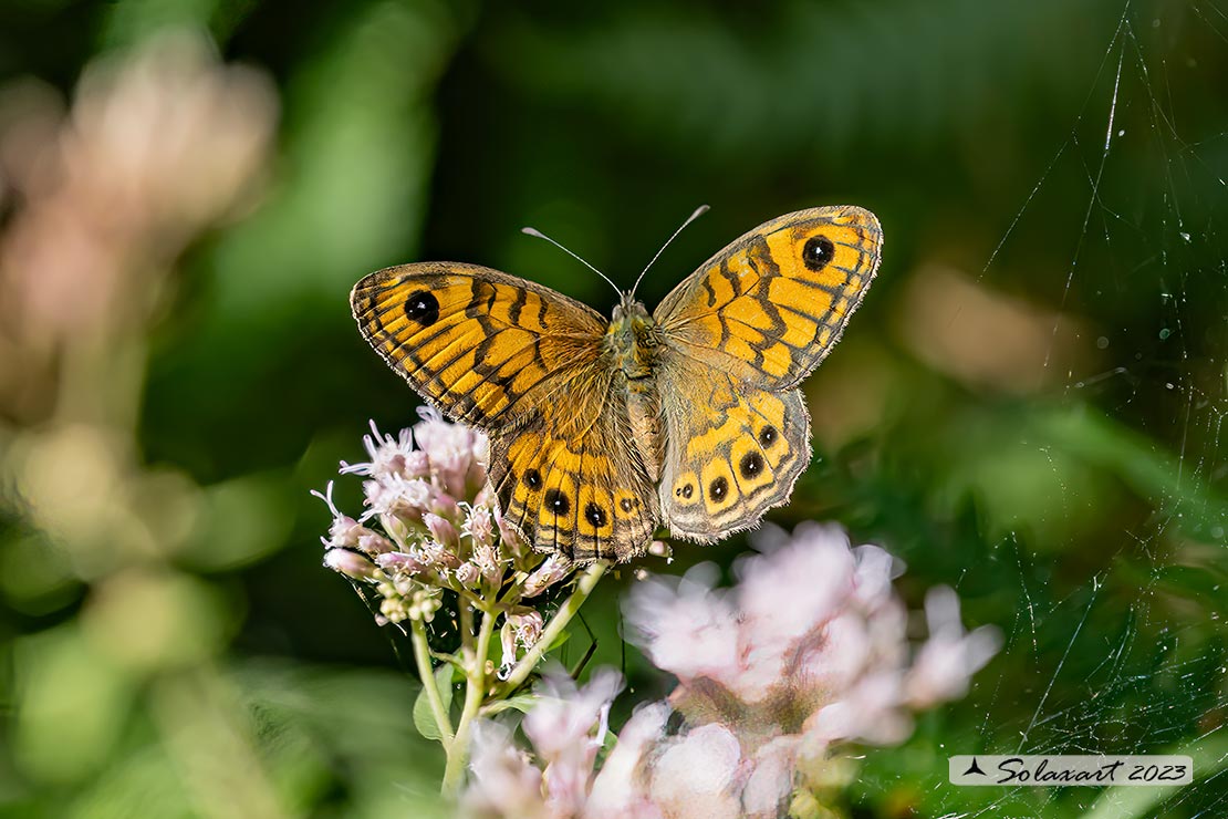 Lasiommata megera : Megera (femmina) ; Wall Brown (female)