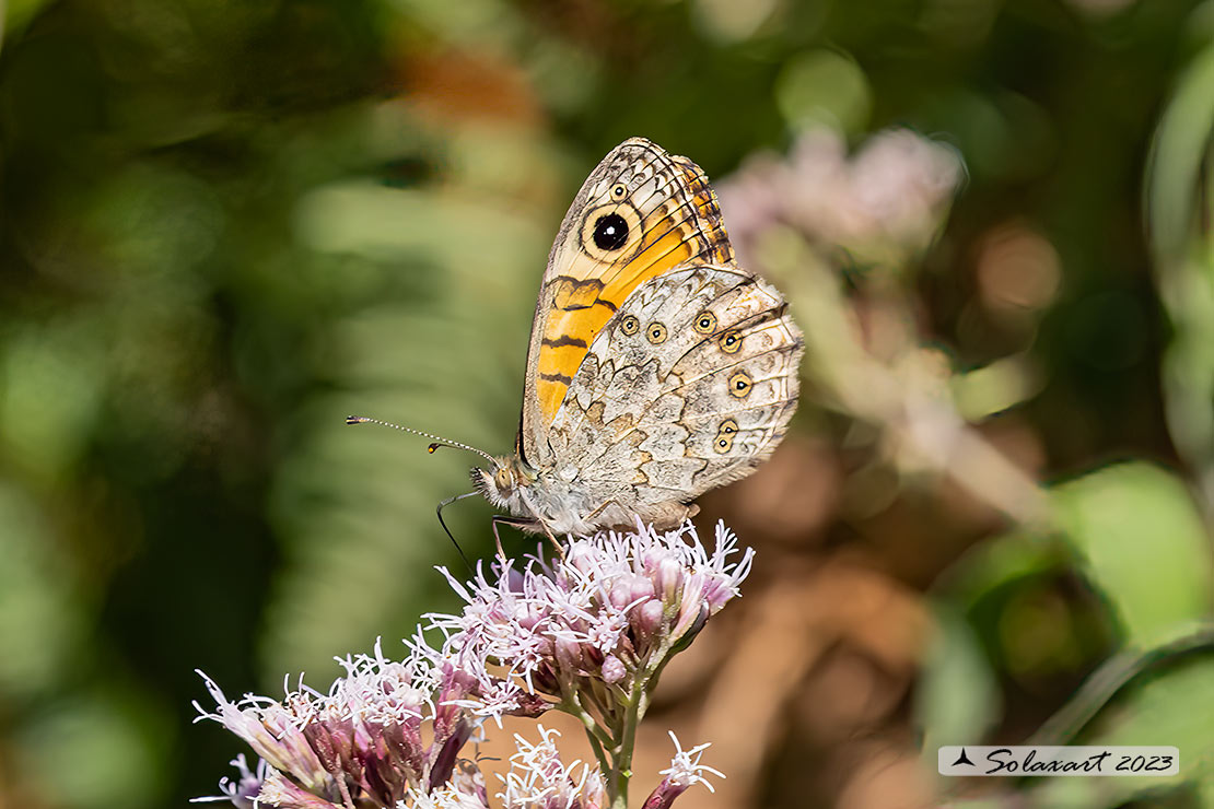 Lasiommata megera : Megera (femmina) ; Wall Brown (female)