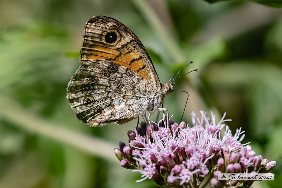 Lasiommata megera : Megera (femmina) ; Wall Brown (female)