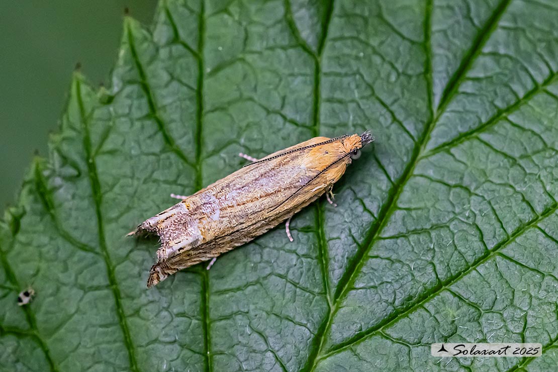 Lathronympha strigana
