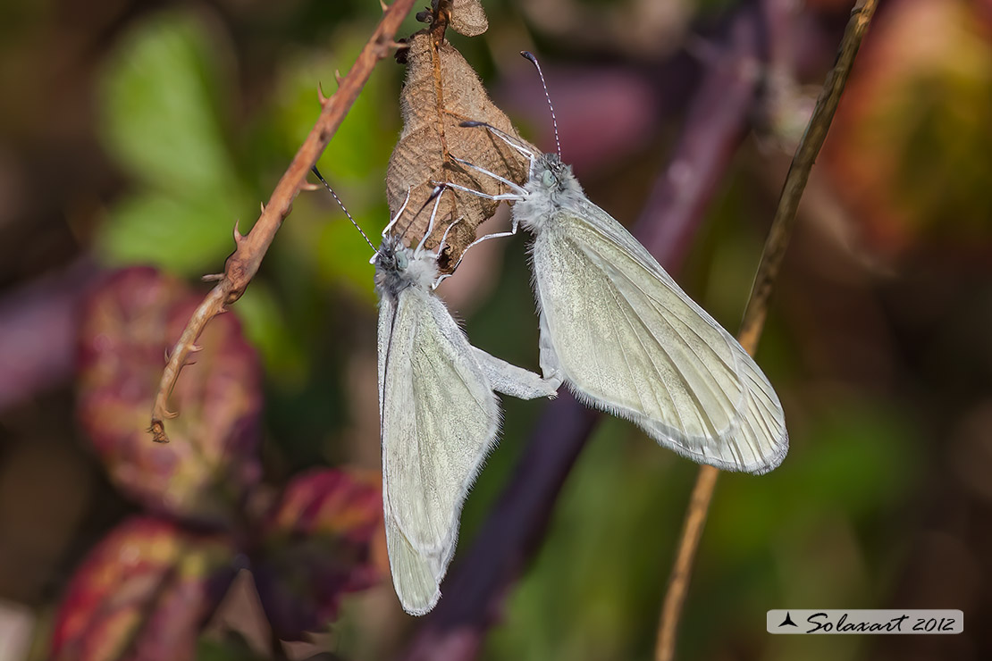 Leptidea sinapis - Pieride della senape (copula) - Wood white (mating)