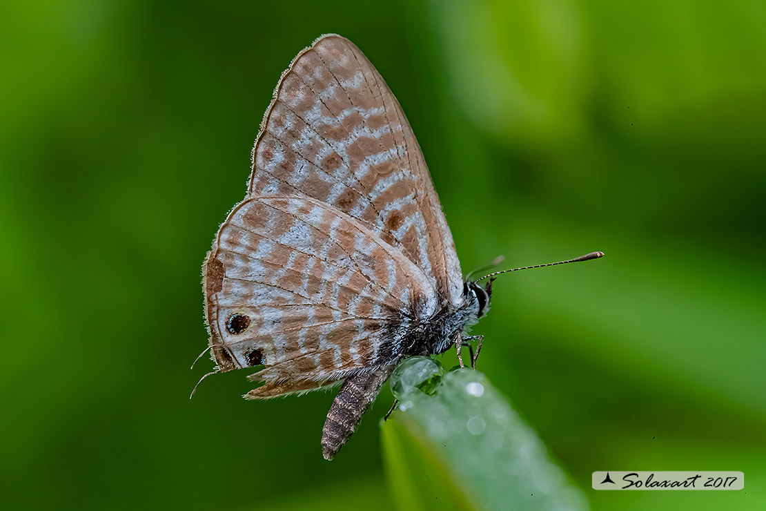 Leptotes pirithous; Piritoo (femmina); Lang's short-tailed blue (female)