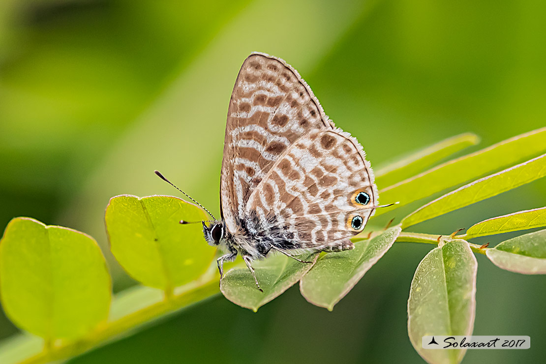 Leptotes pirithous; Piritoo (femmina); Lang's short-tailed blue (female)