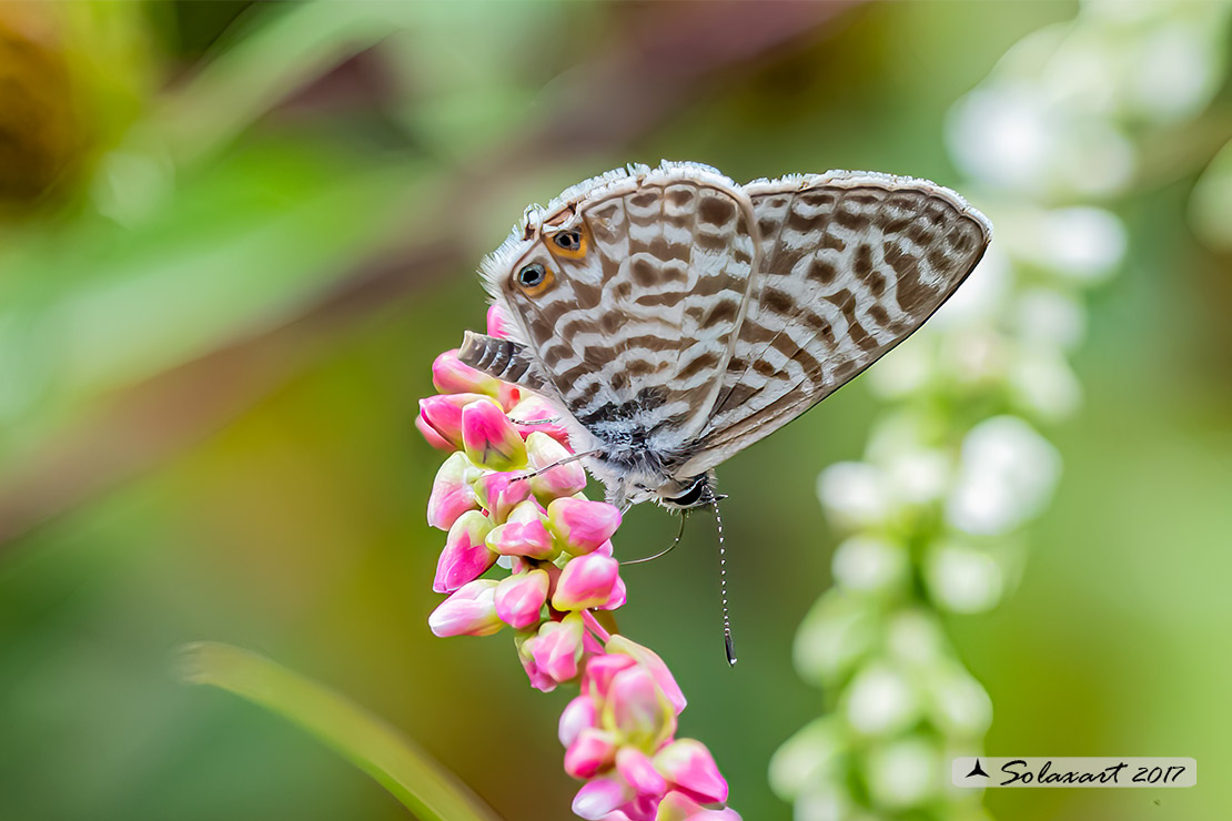 Leptotes pirithous; Piritoo (maschio); Lang's short-tailed blue (male)