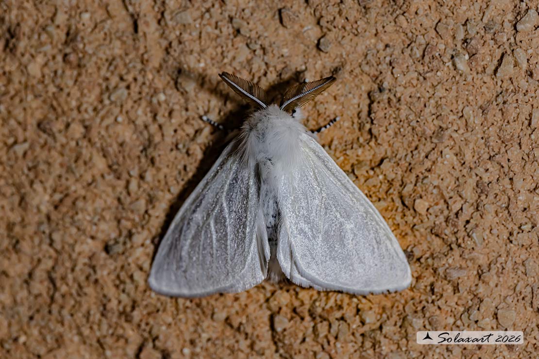Leucoma salicis - White satin moth